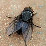 sarcophaga-carnaria-mouche noire